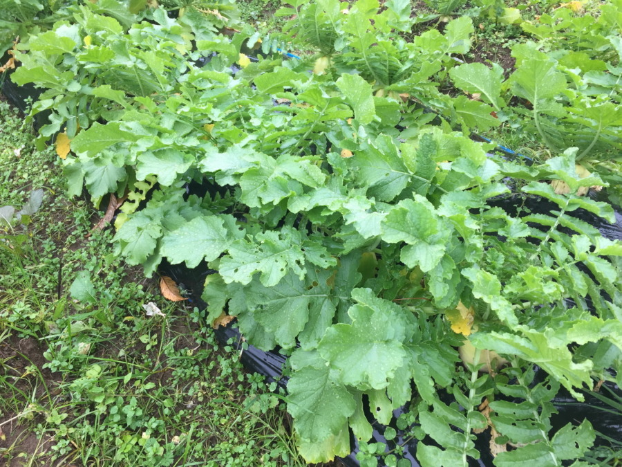 今日のはたけは雨。やぎ子さんのニュースな動画もあわせてどうぞ。