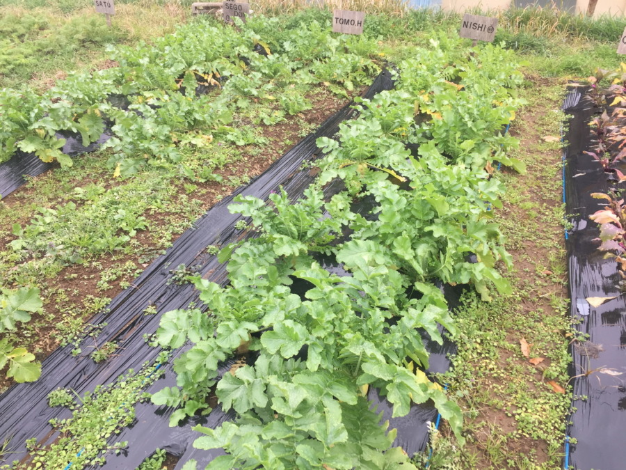 【お知らせ】畑の様子と、年末年始の収穫について。