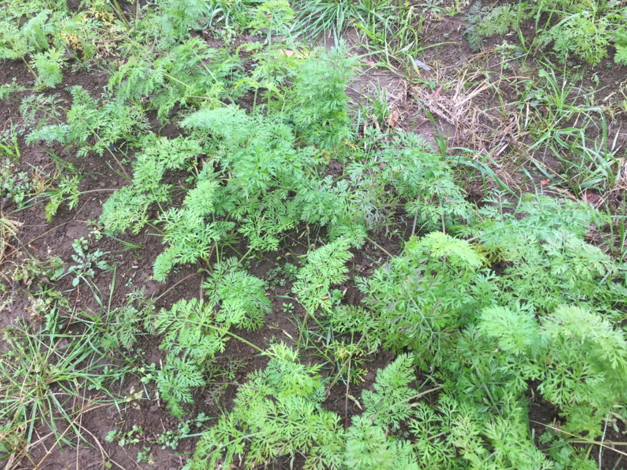 今日のはたけは雨。やぎ子さんのニュースな動画もあわせてどうぞ。