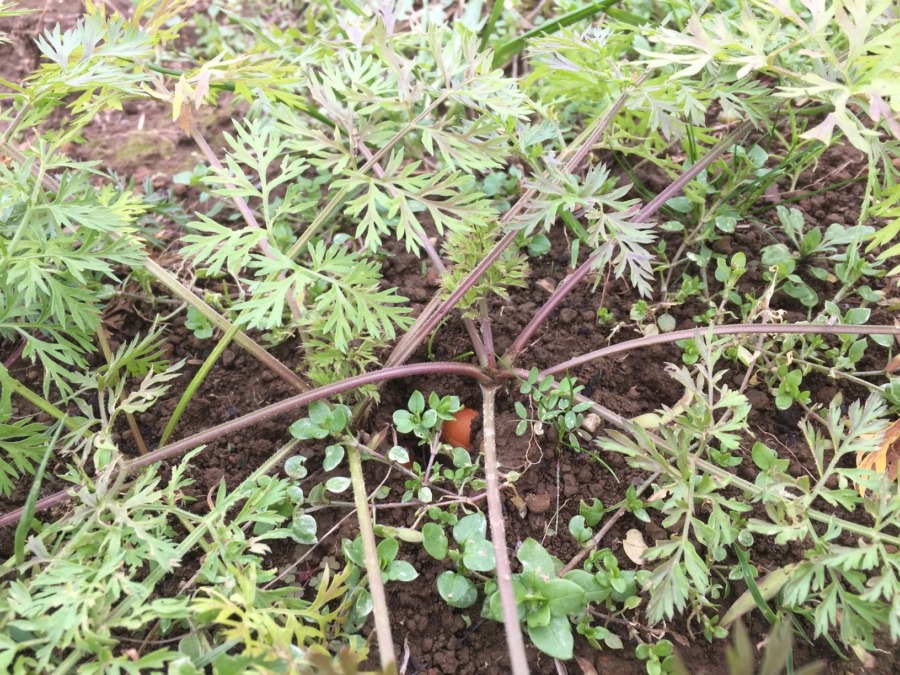 【フォト】にんじんのいま。健康な赤い肩ちらり。