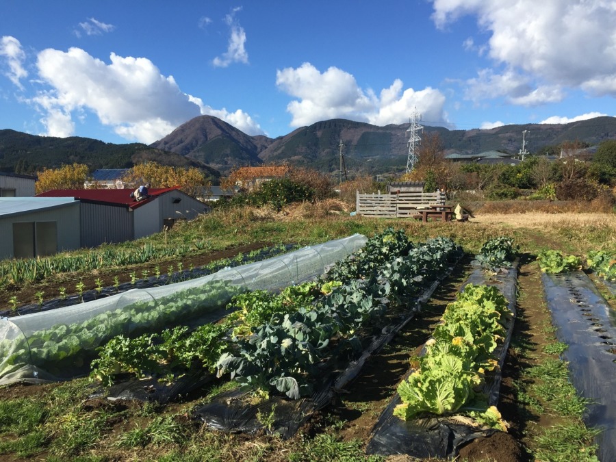 【タイムラプス♬】足柄こうさいじの畑（2019.12.27~28）