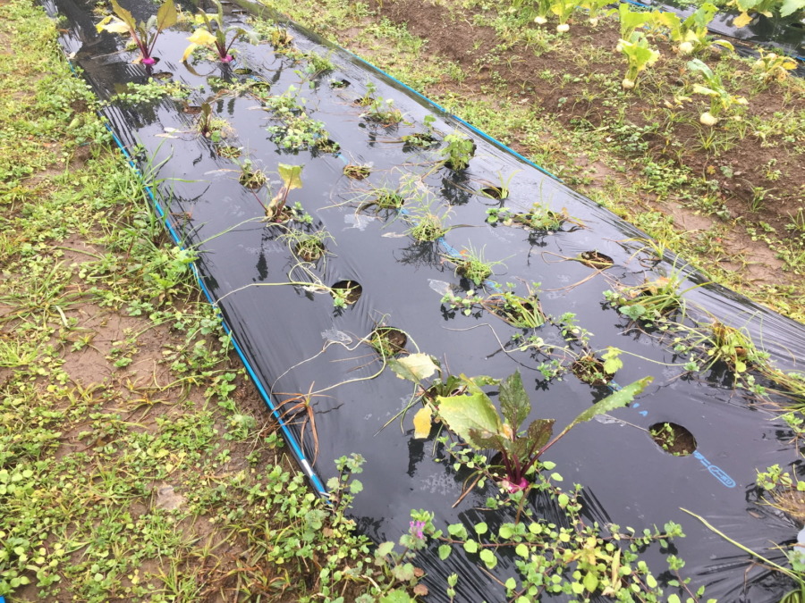 今日のはたけは雨。やぎ子さんのニュースな動画もあわせてどうぞ。