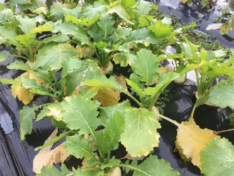 【フォト】こかぶの今。葉っぱもだいぶ黄色くなってきました。