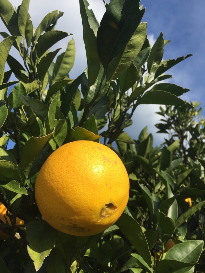 【はたけDE暦｜七十二候】橘始黄=たちばなはじめてきばむ。ネーブルは真っ黄色。金柑などは実際に、、、