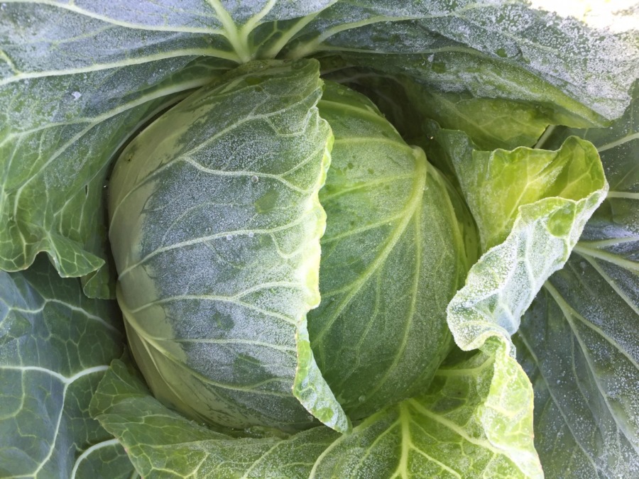 きゃべつのジャジャーン♬→朝霜と一緒に。