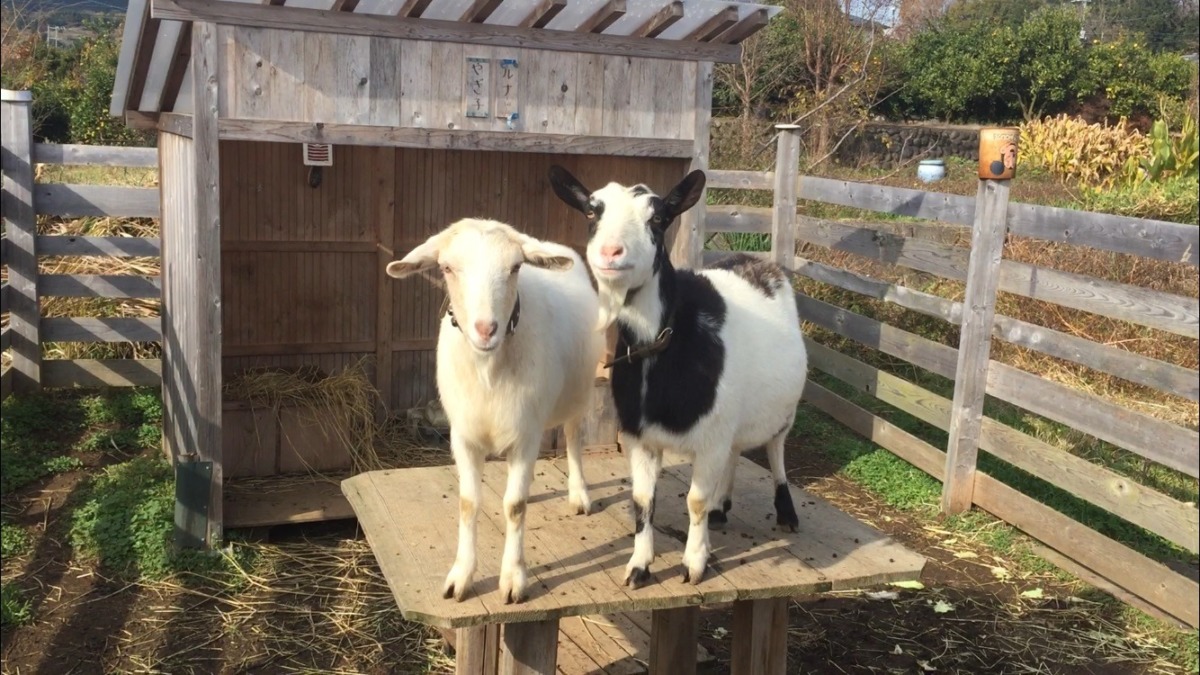 【机の上から】ハッピー２ショット。