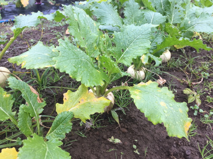 今日のはたけは雨。やぎ子さんのニュースな動画もあわせてどうぞ。