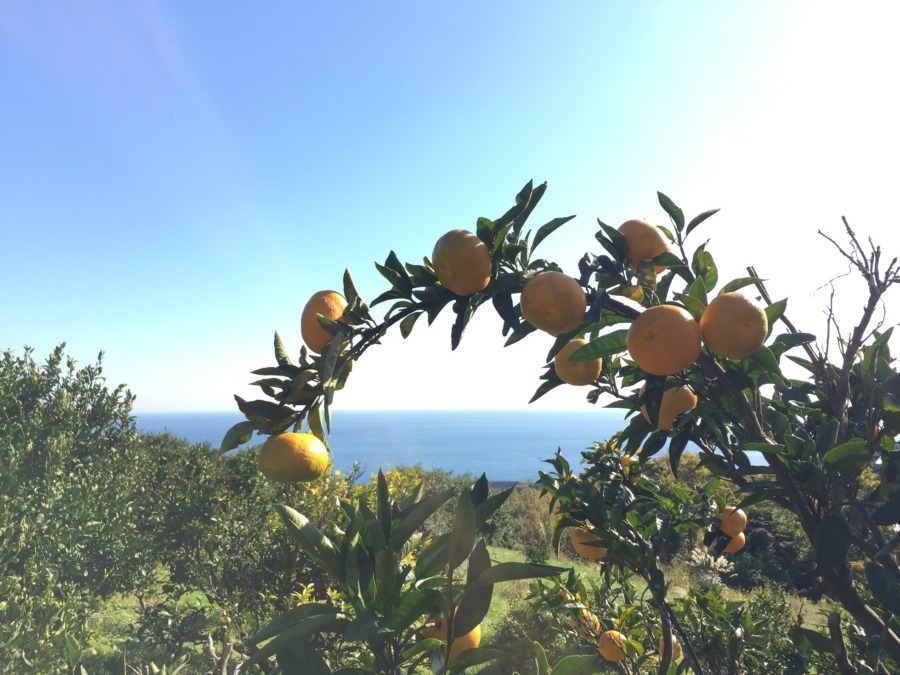 【祝】みかん青島の収穫。みんなで楽しみました。