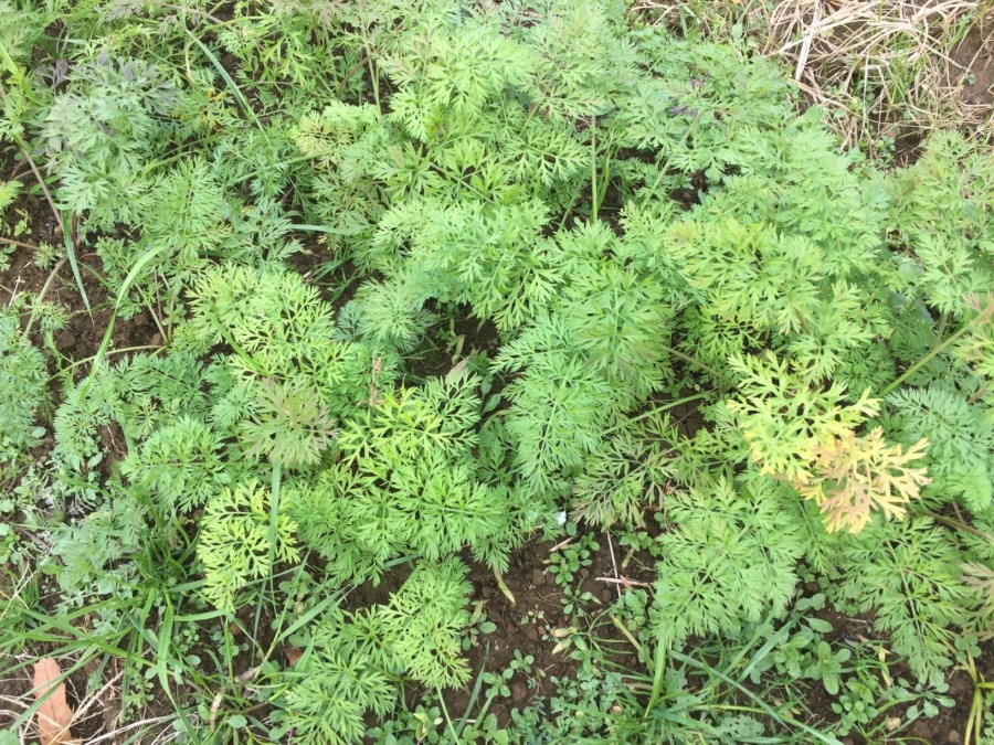 【フォト】にんじんのいま。