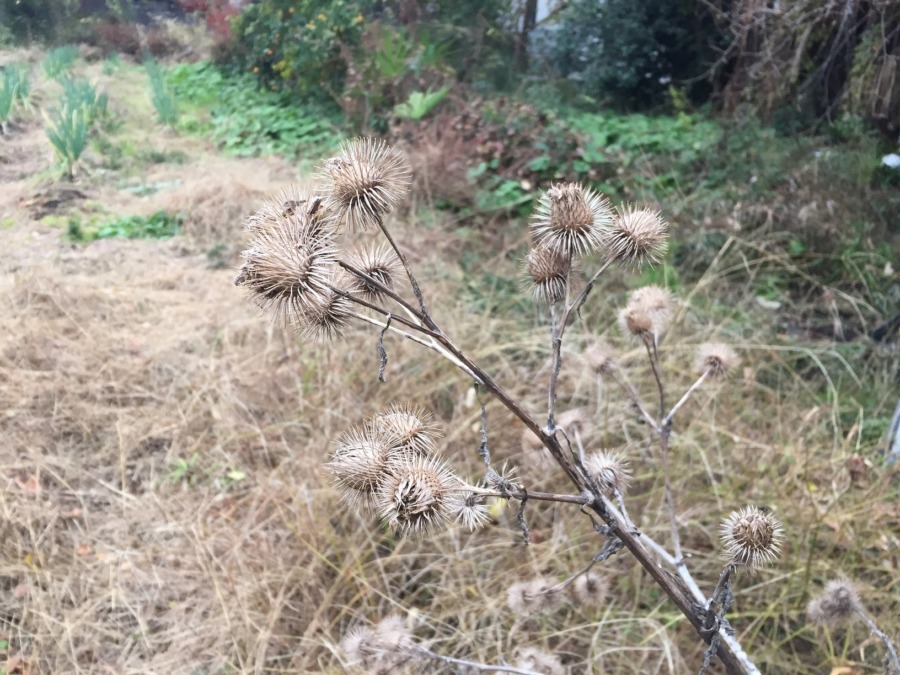 ごぼーの種です。見たことあります？