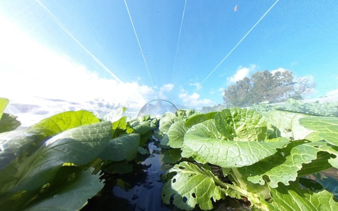 【VR】はくさいから始まる、極上の360℃ツアー。