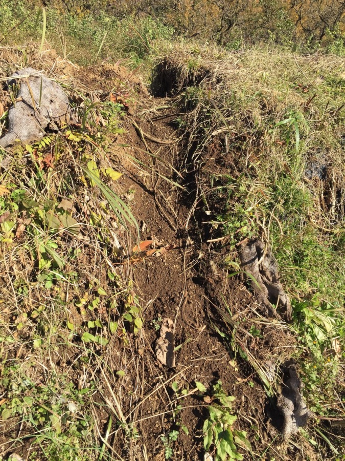 けもの道、つくってみたゾ。