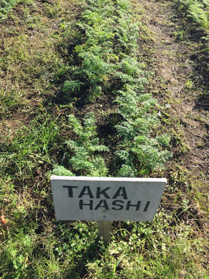 【動画あり♪♬】追肥と土寄せ、やったヨ。