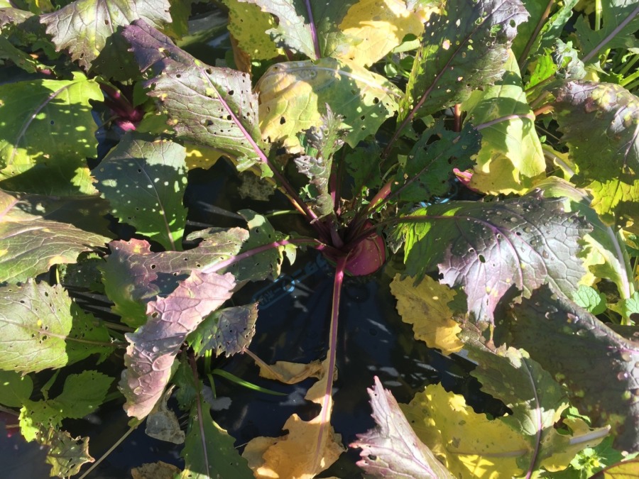 あやめ雪のいま。葉っぱも黄色く枯れてきました。