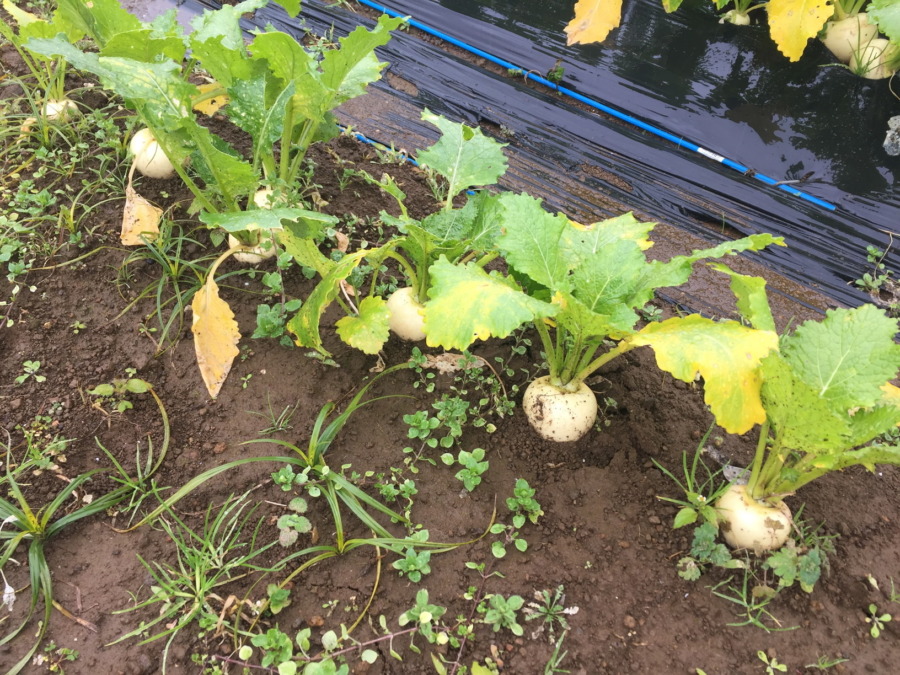 今日のはたけは雨。やぎ子さんのニュースな動画もあわせてどうぞ。