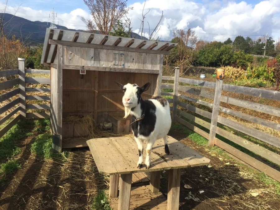 晴れた冬の日の机の上は、feelin’ good.