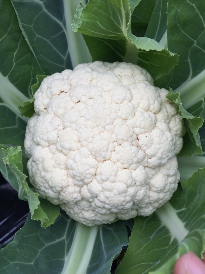 話題の「花野菜」とはこれ。カリフラワーのこと。