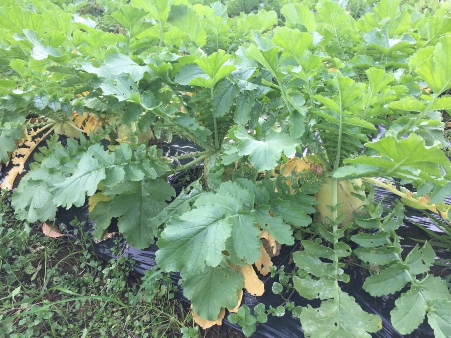 【フォト】だいこんのいま。