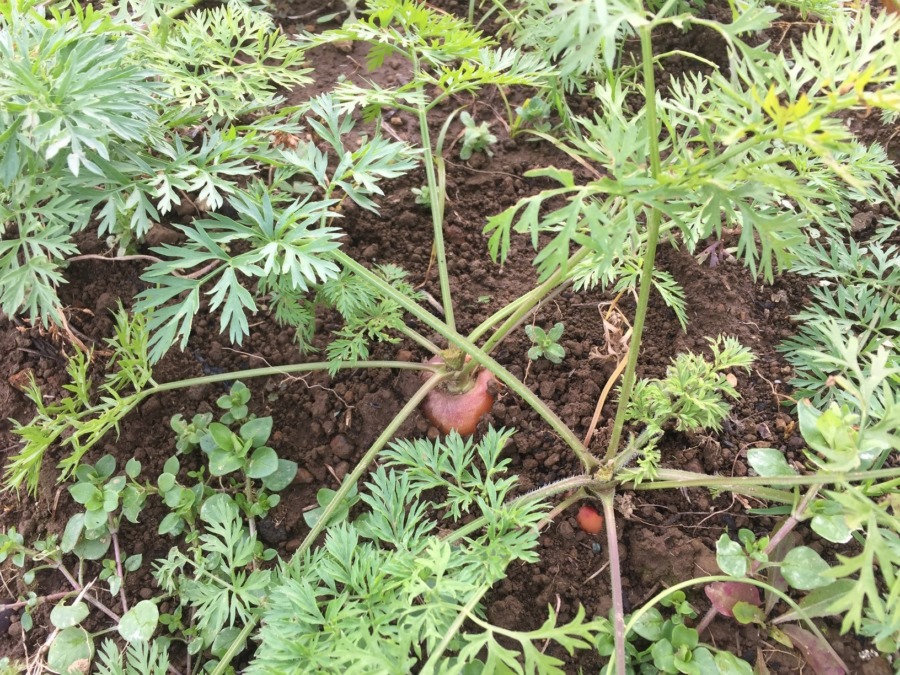 【フォト】にんじんのいま。赤い健康な肩ちらり。