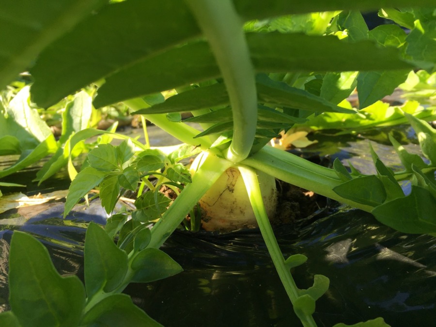 【フォト】ギフテ！だいこんのいま。