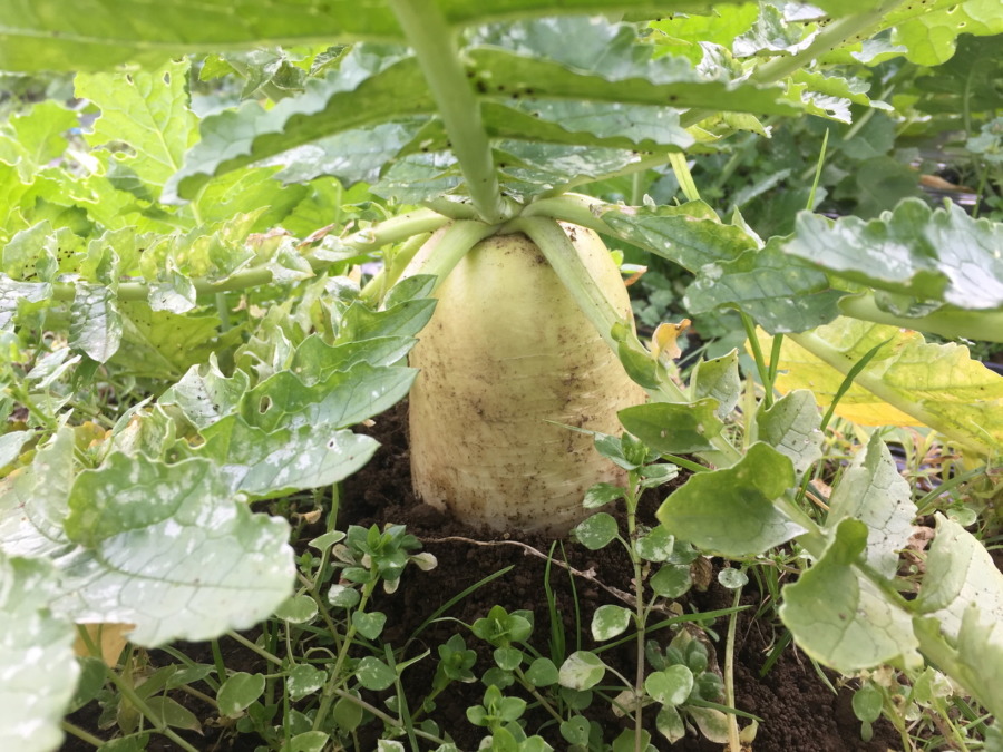 【フォト】だいこんのいま。収穫OK。