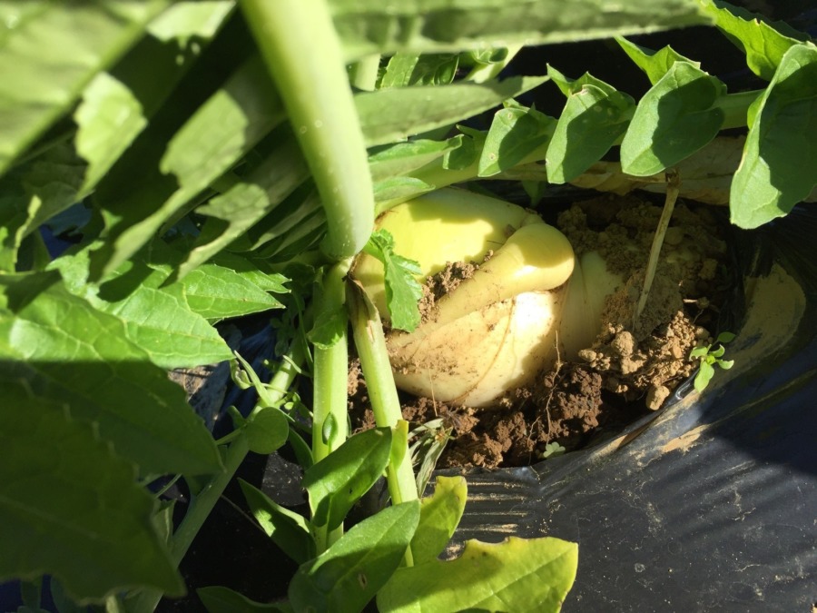 【フォト】だいこんの様子。自動更新の収穫予測シミュレータも稼働したヨ。