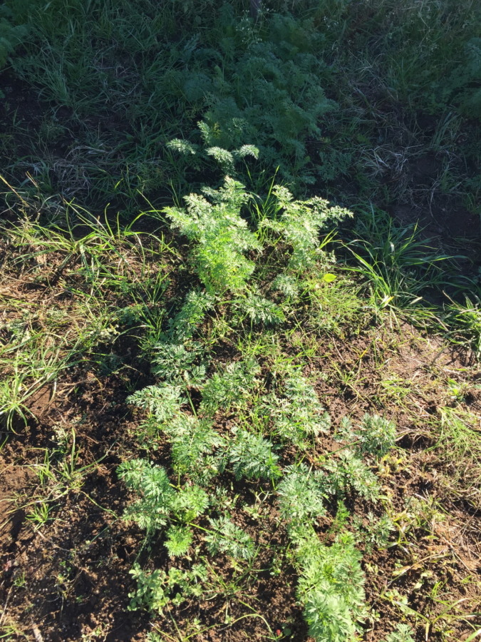 【動画あり♪♬】追肥と土寄せ、やったヨ。