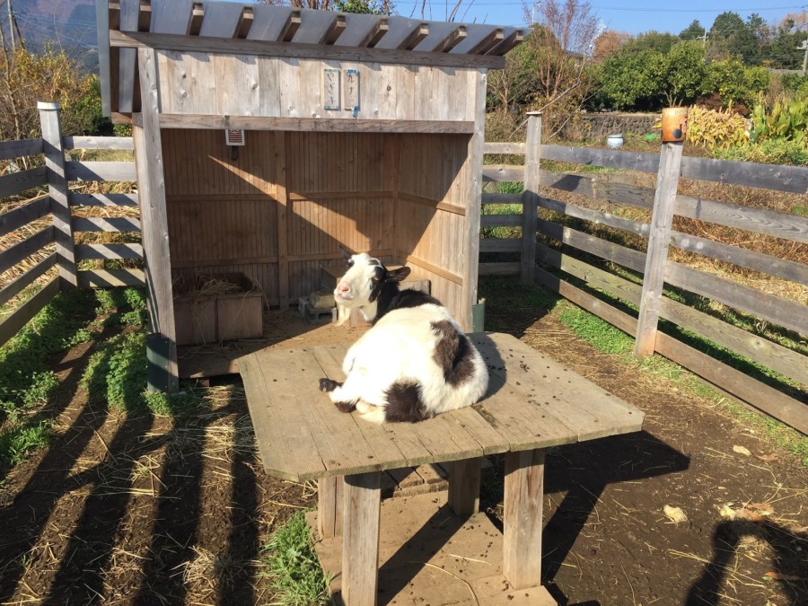 【やぎヨガいかが？】四つのポーズをご紹介。動画も参考に暖かい陽だまりでトライしてみてメ。