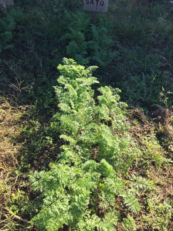 【動画あり♪♬】追肥と土寄せ、やったヨ。