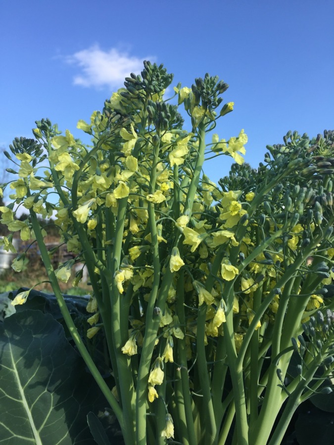 茎ぶろっこりー（スティックセニョール）の花。