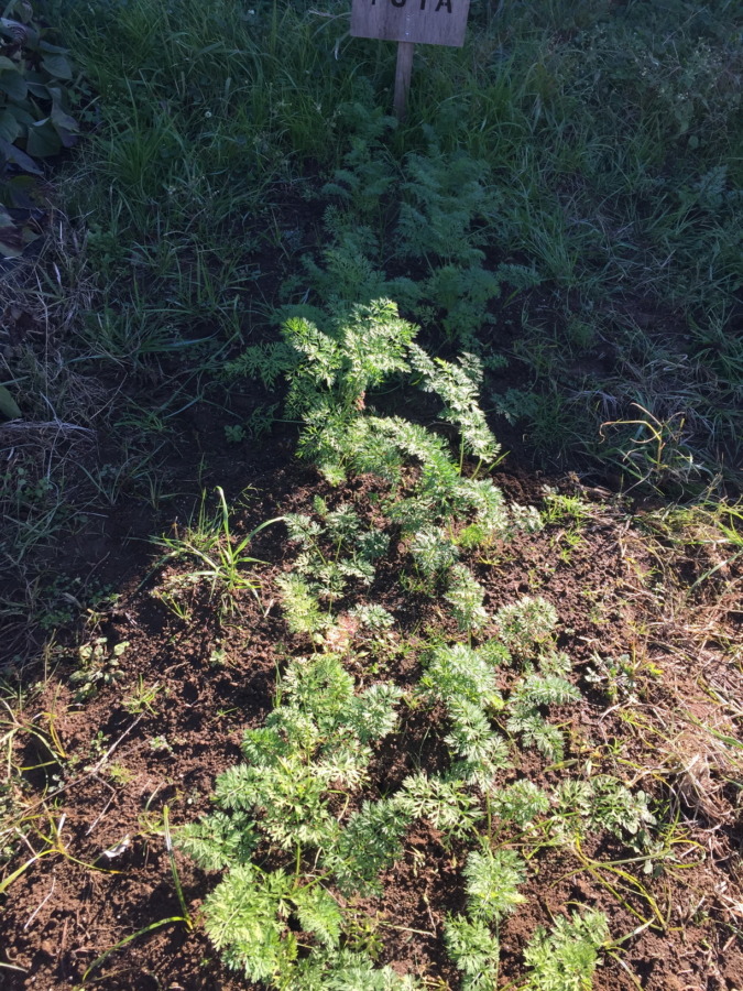 【動画あり♪♬】追肥と土寄せ、やったヨ。