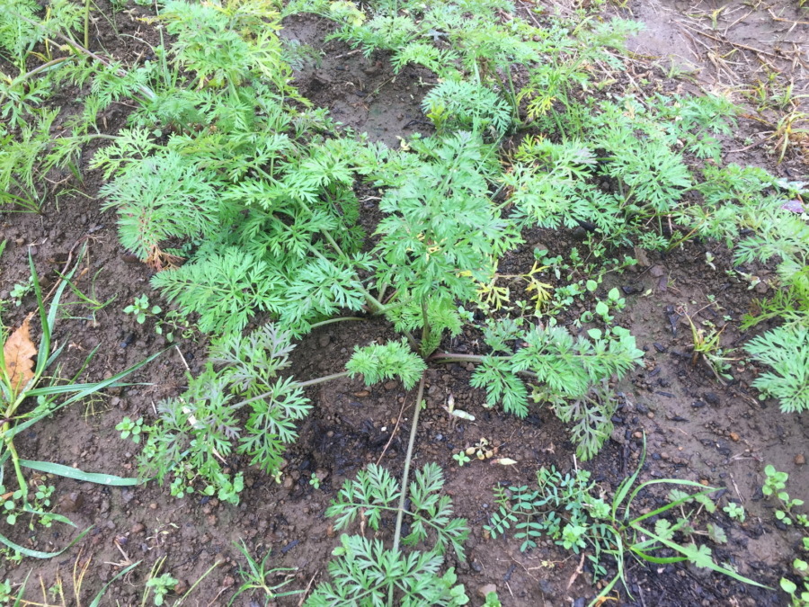 今日のはたけは雨。やぎ子さんのニュースな動画もあわせてどうぞ。