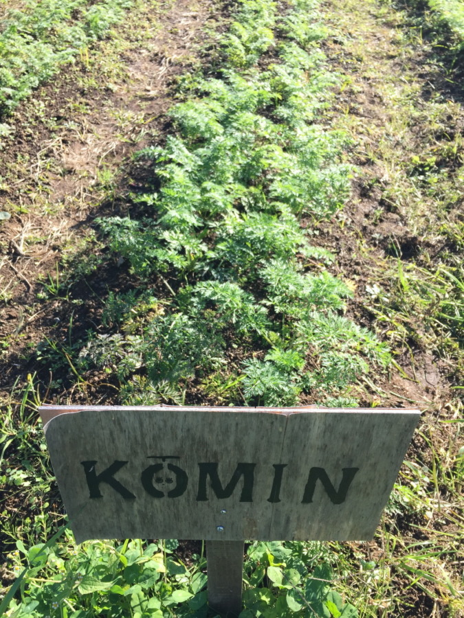 【動画あり♪♬】追肥と土寄せ、やったヨ。