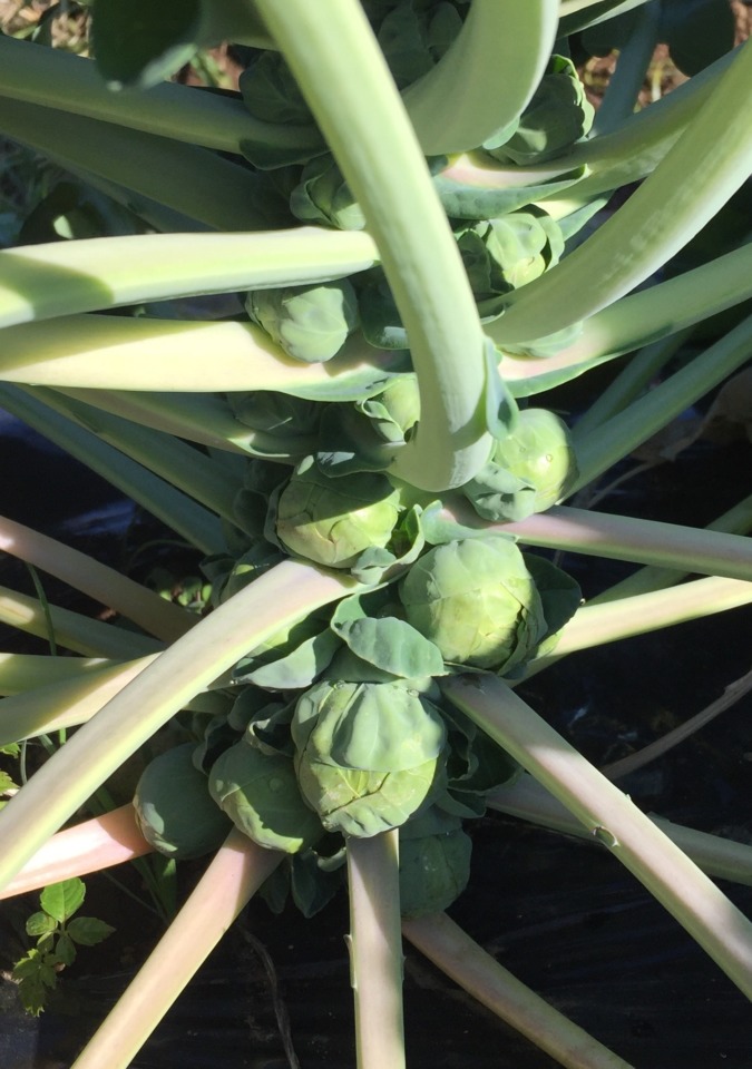 いま、芽キャベツがキテます。