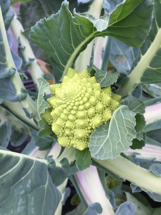 これも「花野菜」でしょうか？なんとも美しい幾何学模様。