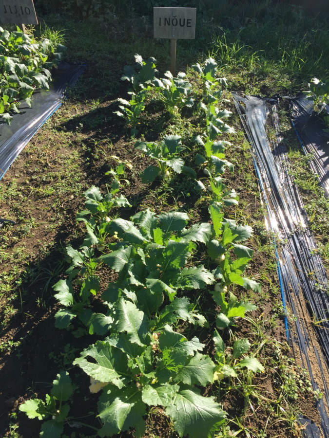 【フォト】こかぶの様子。収穫OK、畑来てね。
