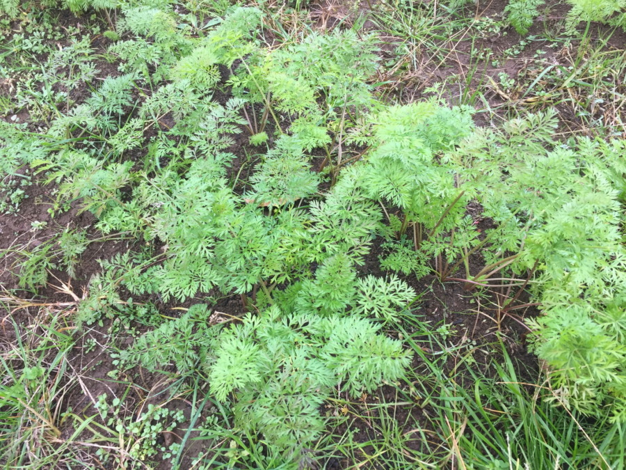今日のはたけは雨。やぎ子さんのニュースな動画もあわせてどうぞ。