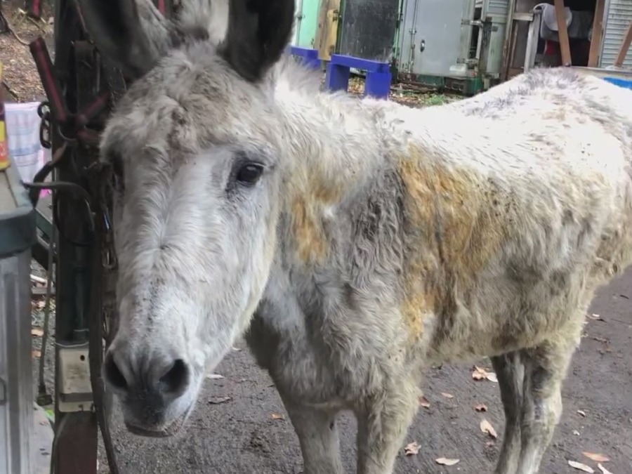 ろばあさんの声　