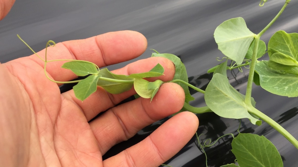 苗植えのスナックえんどうに「お花」？