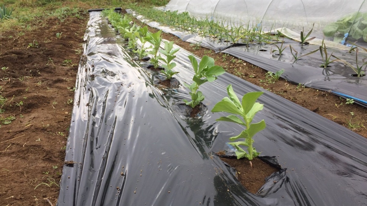 そらまめ・えんどうの苗植え完了ですメ。マメ科は好きです。