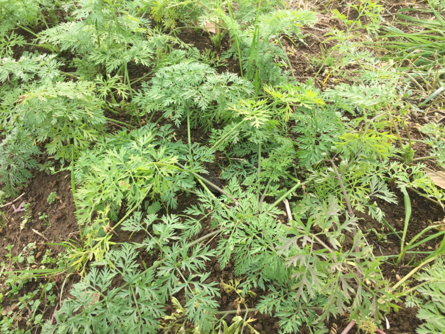 【フォト】にんじんのいま。