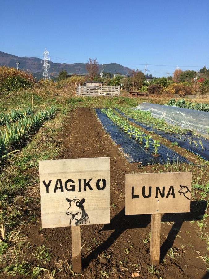 畑の空いたところで、麦の種まき。誰のため、、、？？