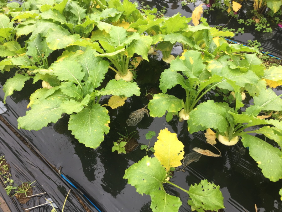今日のはたけは雨。やぎ子さんのニュースな動画もあわせてどうぞ。