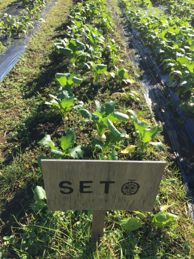 【フォト】こかぶの様子。収穫OK、畑来てね。