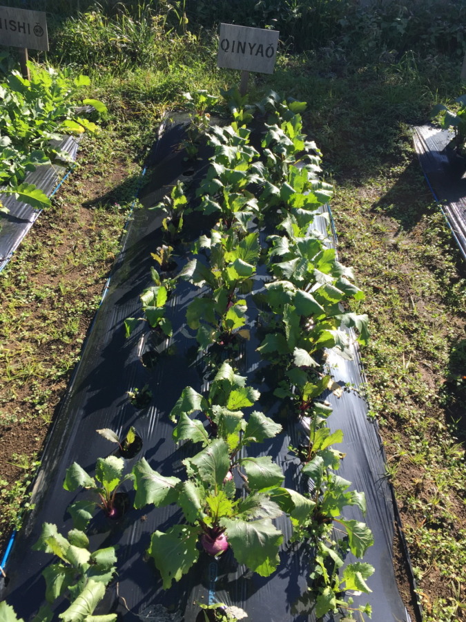 【フォト】あやめ雪の様子。配送、届いた？収穫予測は自動更新のシミュレータから。