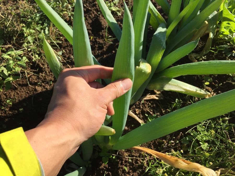 【知ってた？】下仁田ネギって風船みたいな感触なんです。