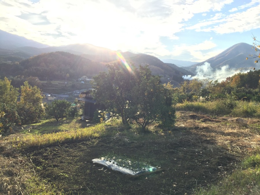 神社下のにんにくの夕暮れ。自分でいうのもなんですが、なんか神々しい。