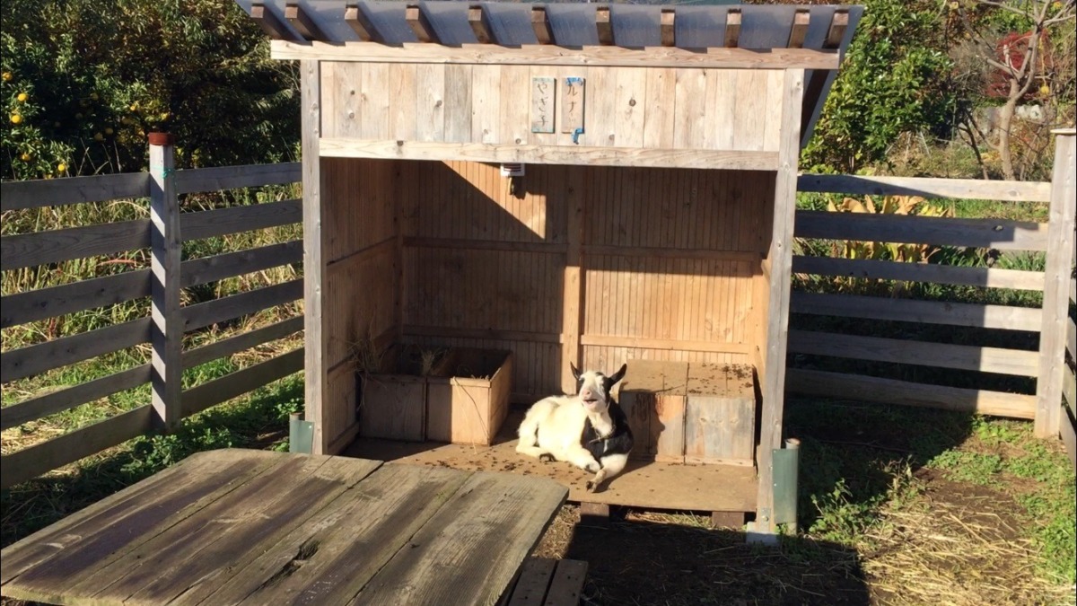 【あくび動画】湿度の低い冬の日向は最高。