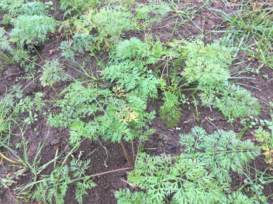 今日のはたけは雨。やぎ子さんのニュースな動画もあわせてどうぞ。