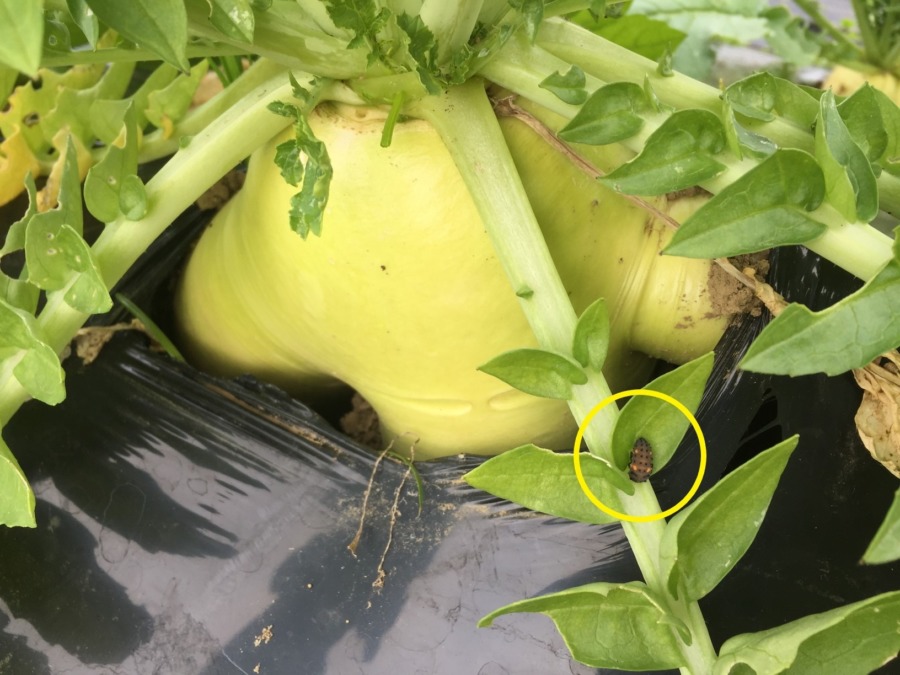 これは抜くのが楽しみな変わった形の大根。そしてカラフルなこの方どなた？